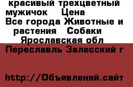 красивый трехцветный мужичок  › Цена ­ 10 000 - Все города Животные и растения » Собаки   . Ярославская обл.,Переславль-Залесский г.